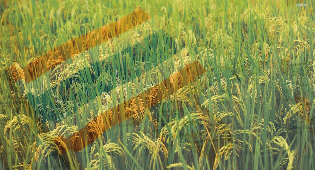 Thailand's Rice Exports Surge by 75.2% in January