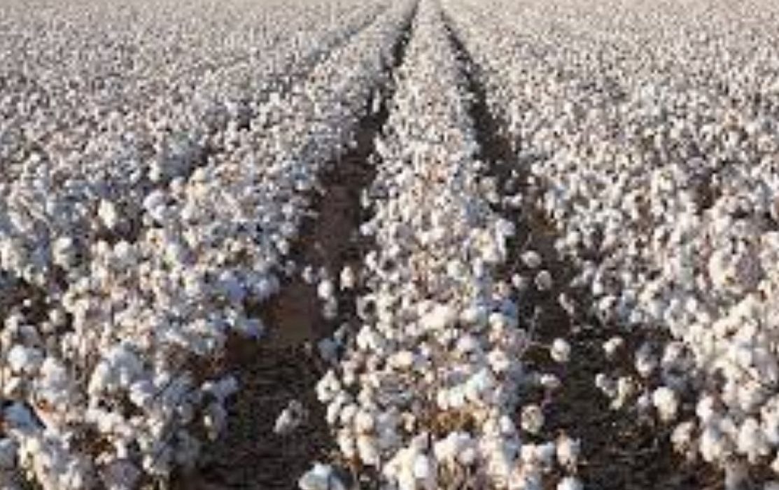 El Nino Could Boost Yields for U.S. Cotton Farmers in 2023